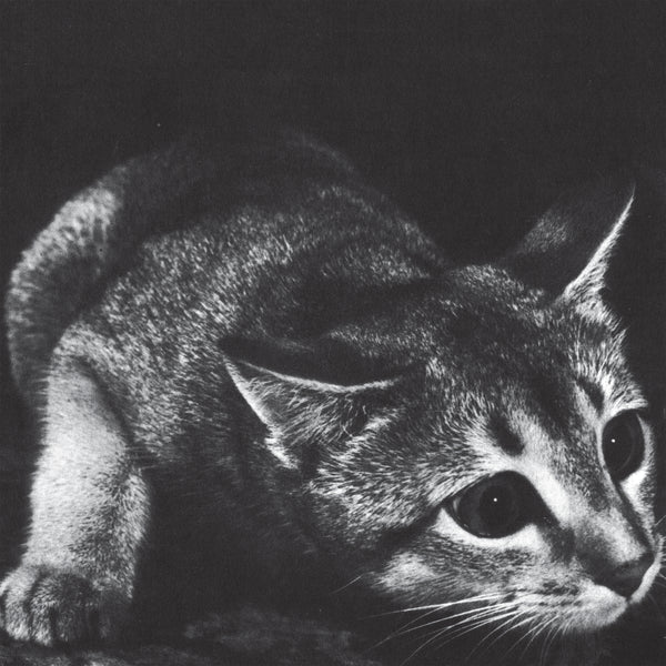 Cindy – S/T [LP]