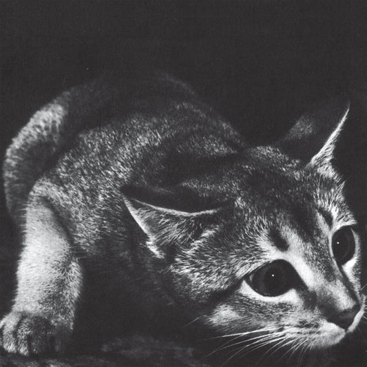 Cindy – S/T [LP]