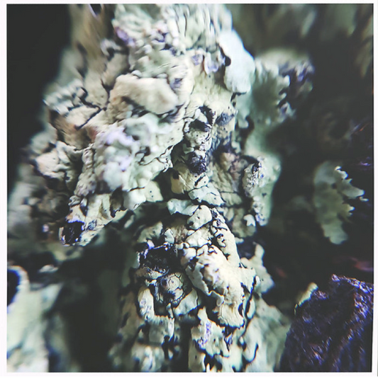 Clinton Green – Relativity/Only [LP]
