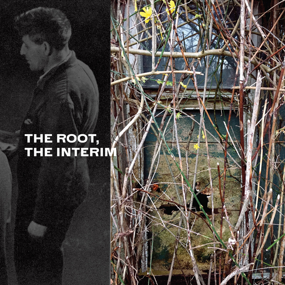 David Lacey – The Root, The Interim [CD]