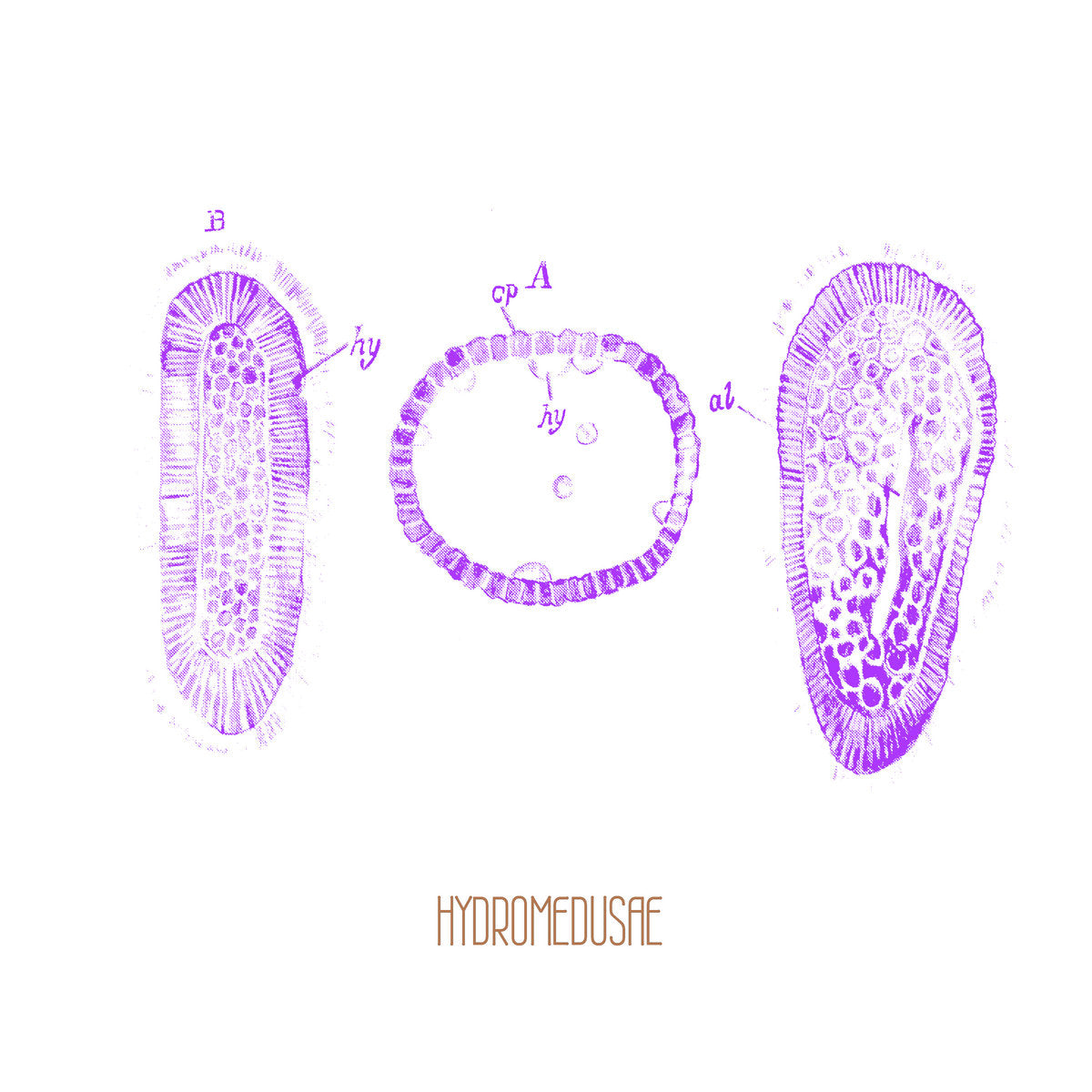 Hydromedusae – Hydromedusae [LP]