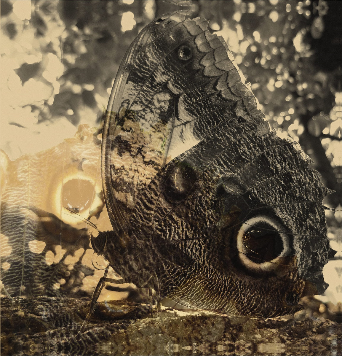 Louise Landes Levi – Ikiru or The Wanderer [USED LP]