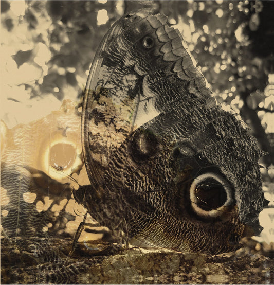 Louise Landes Levi – Ikiru or The Wanderer [USED LP]