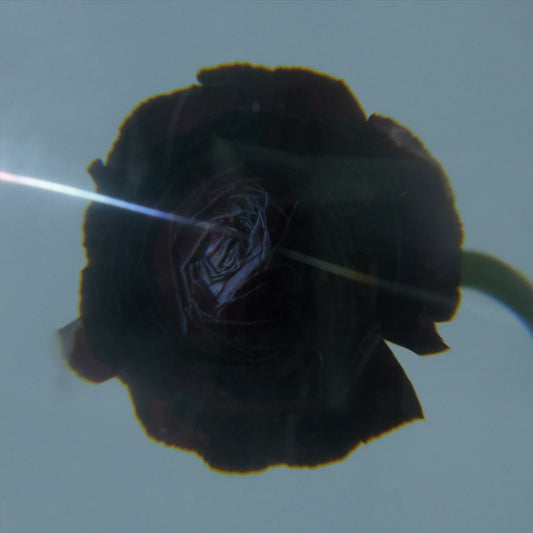 Pablo's Eye – Dark Matter [LP]