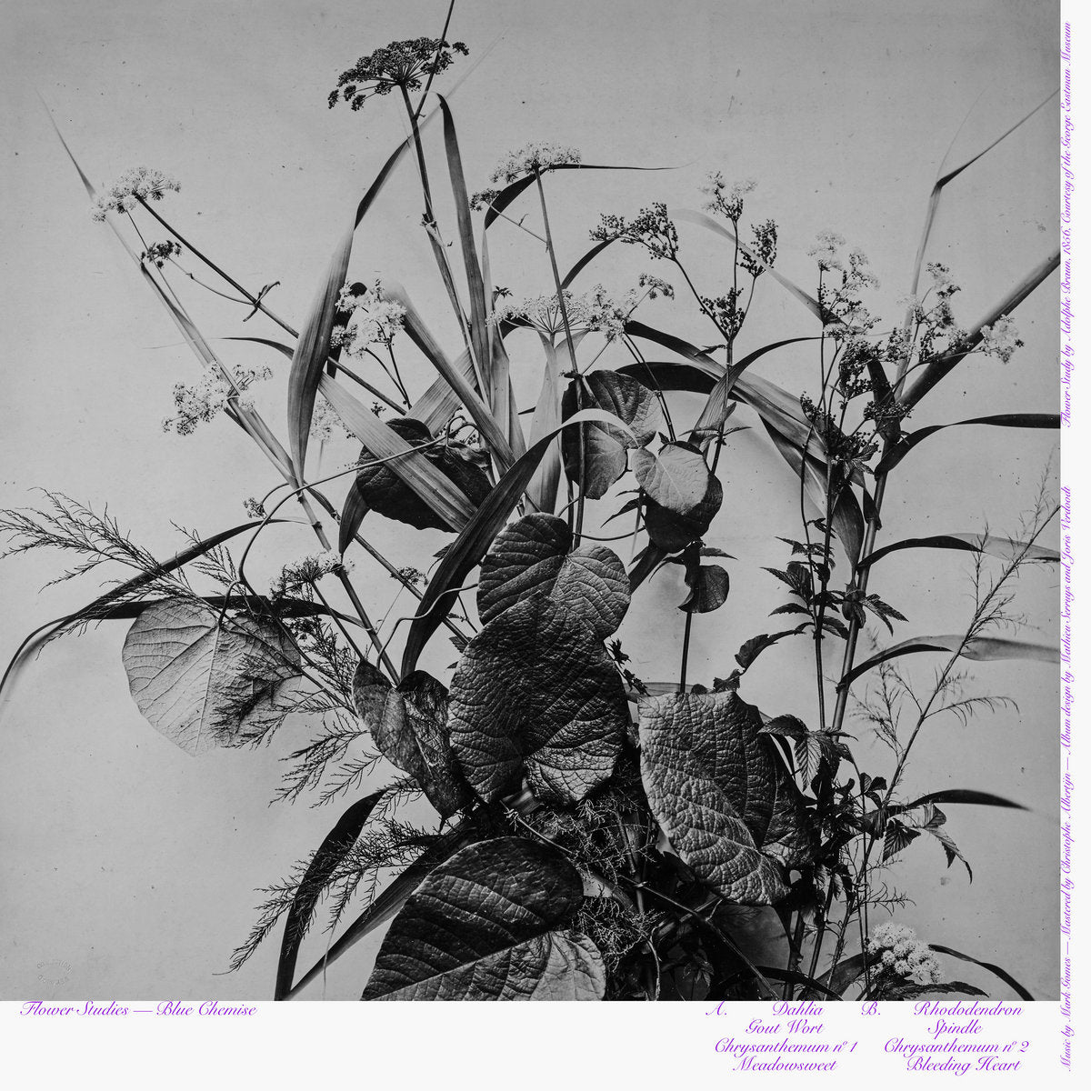 Blue Chemise – Flower Studies [LP]