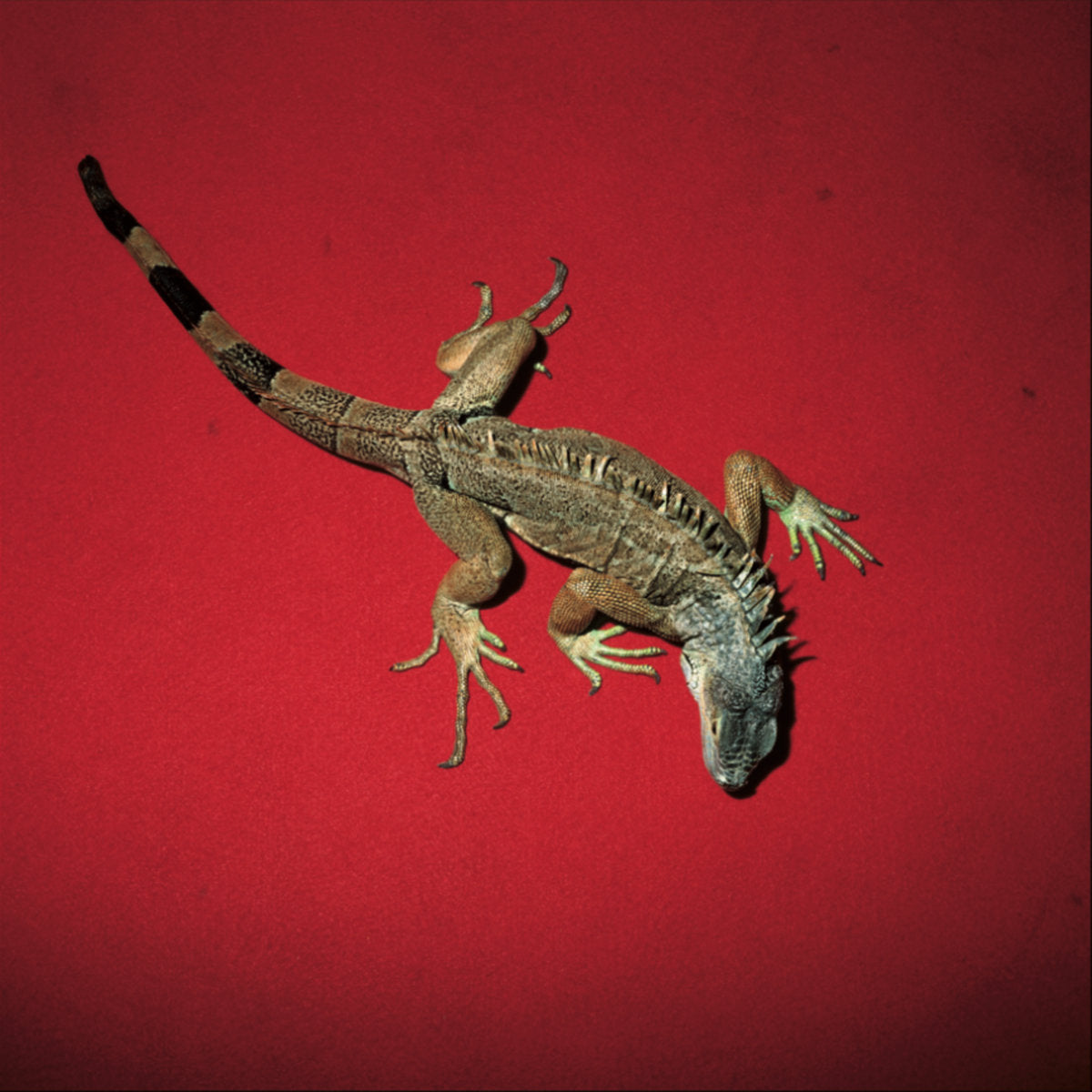 Giovanni Di Domenico, Jim O'Rourke & Tatsuhisa Yamamoto – Delivery Health [LP]