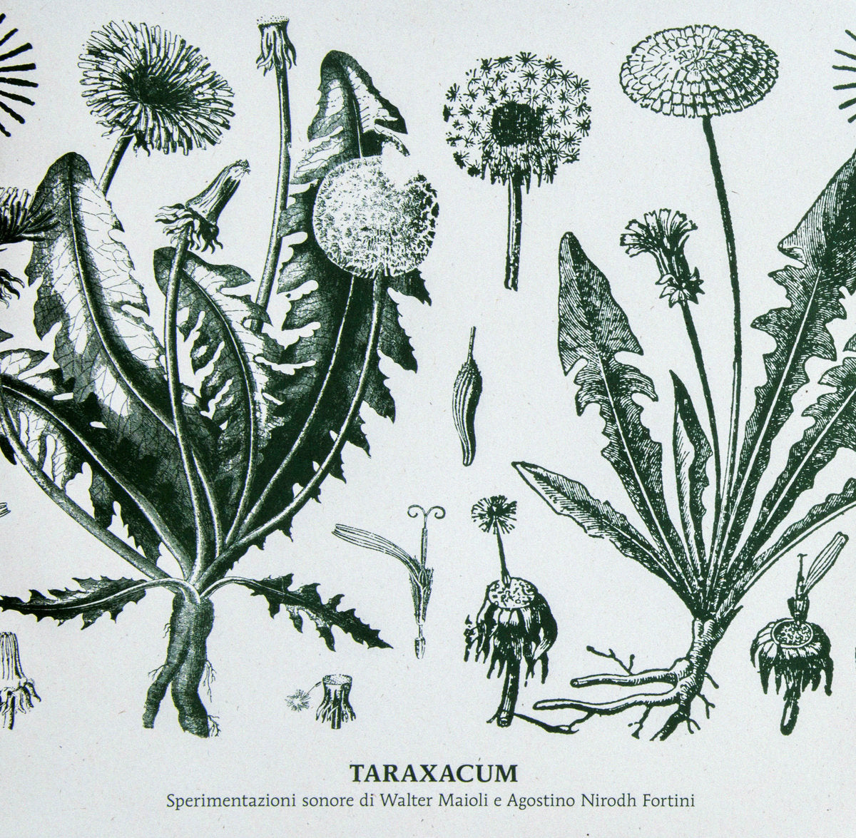 Walter Maioli & Nirodh Fortini – Taraxacum [LP]