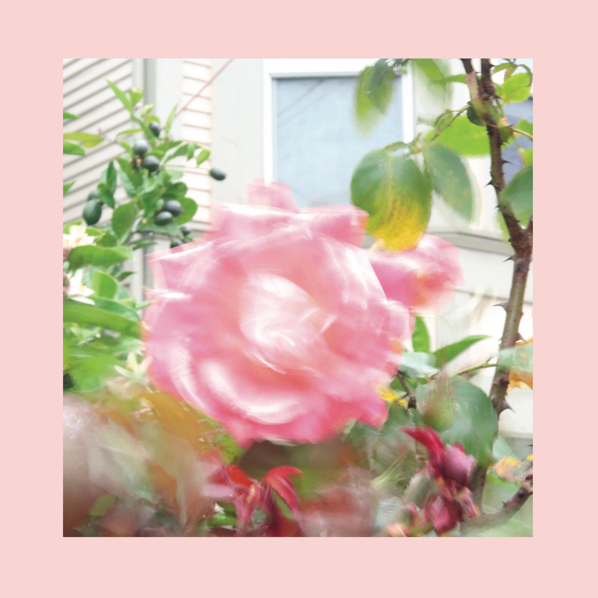 The Reds, Pinks & Purples – Summer at Land's End [LP]